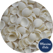 8197-P1 - Cockle Shells - White Rose Craft - Project Pack